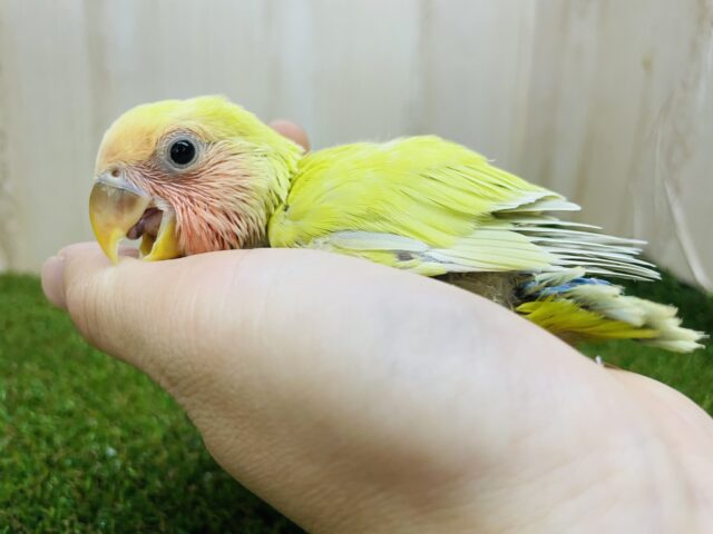 コザクラインコ（小桜インコ）