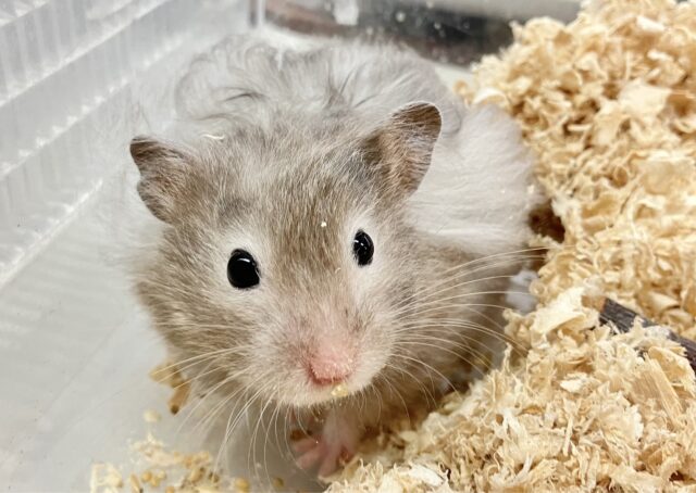 ゴールデンハムスター