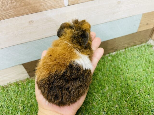 テッセルモルモット