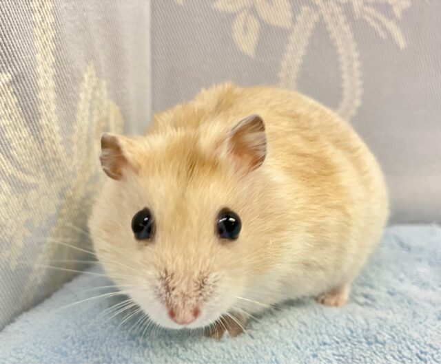 ドワーフハムスターの1種