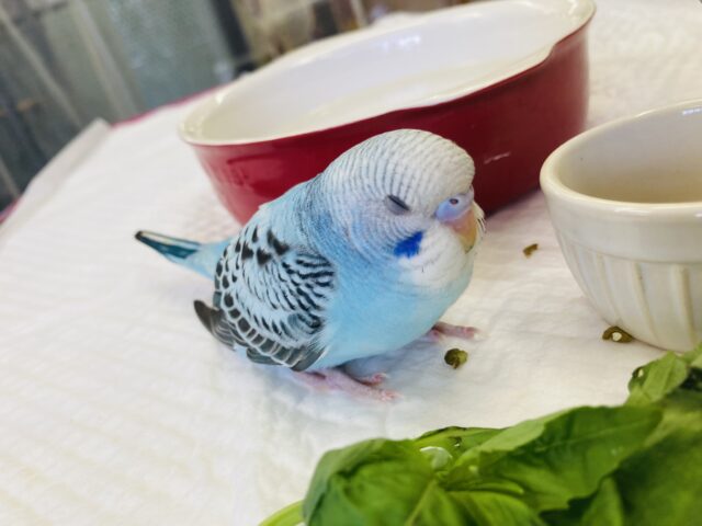 セキセイインコ