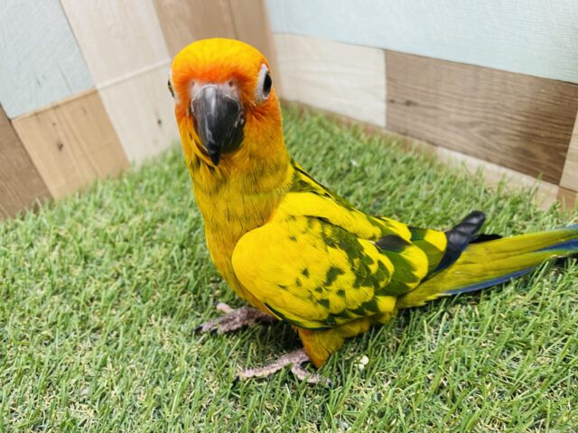 コガネメキシコインコ