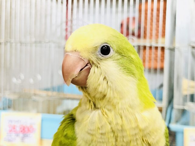 クリーミー抹茶カラー オキナインコ R5 8/2撮影 オキナインコ