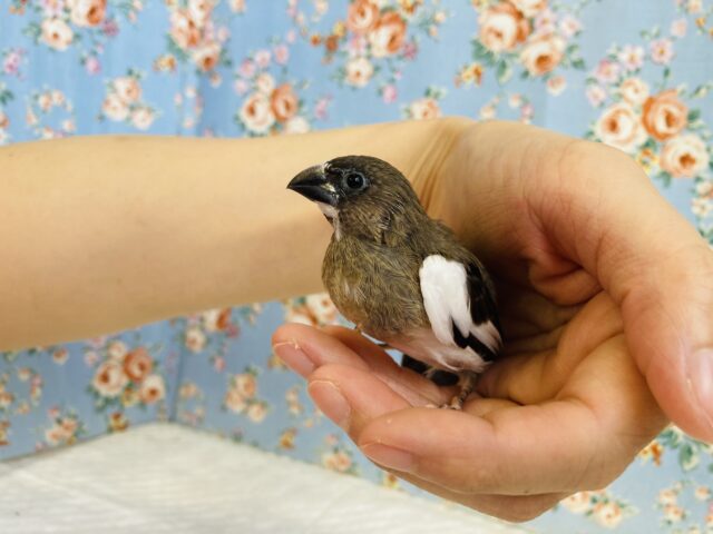 十姉妹（ジュウシマツ）