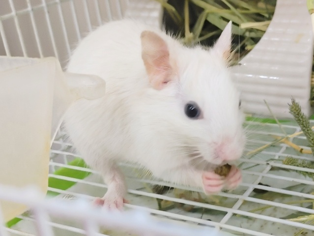 ほぼ真っ白✨デグー(サンドパイド)入荷しました〜❤ デグー