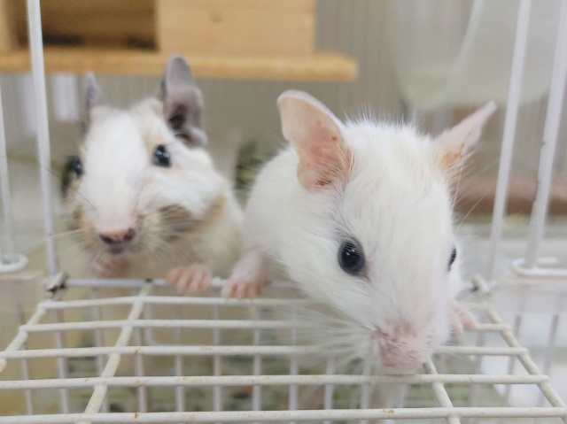 ほぼ真っ白✨デグー(サンドパイド)入荷しました〜❤ デグー