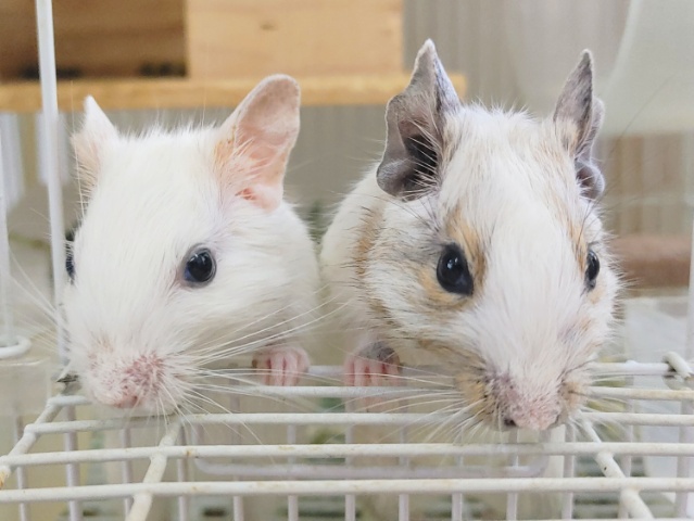 ほぼ真っ白✨デグー(サンドパイド)入荷しました〜❤ デグー