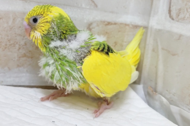 セキセイインコ