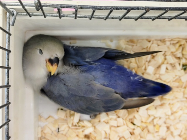 コザクラインコ（小桜インコ）