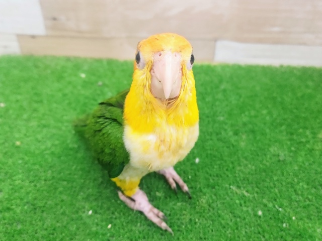 シロハラインコ