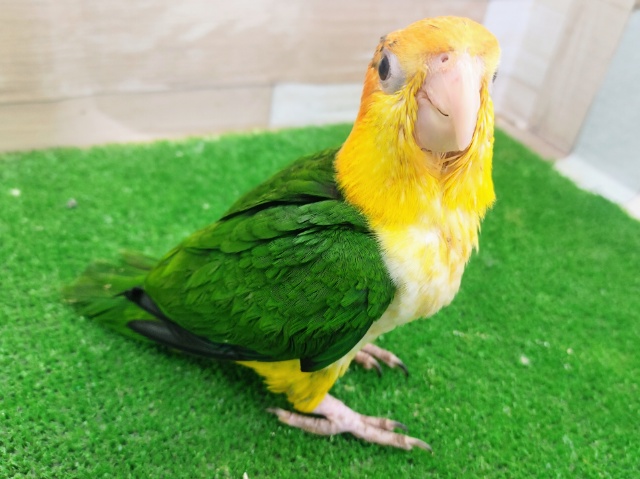 シロハラインコ