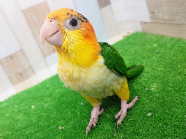 シロハラインコ