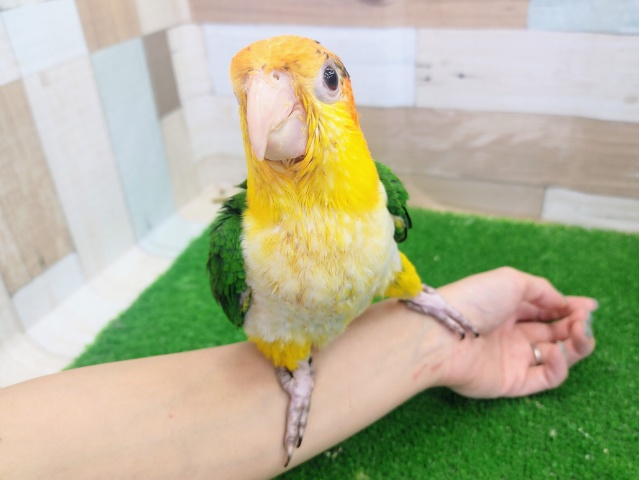 最新動画更新❤元気いっぱい✨シロハラインコ入荷しました❤ シロハラインコ