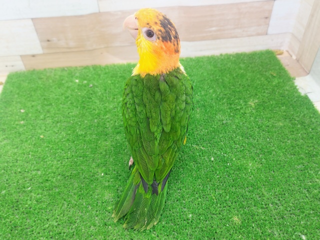 最新動画更新❤元気いっぱい✨シロハラインコ入荷しました❤ シロハラインコ