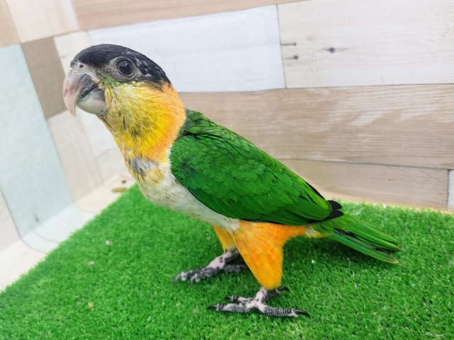 ズグロシロハラインコ