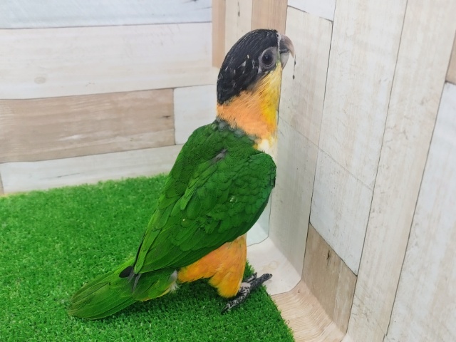 ズグロシロハラインコ