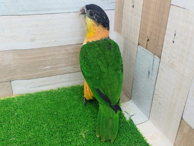 ズグロシロハラインコ