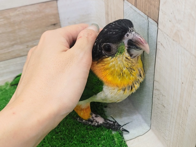 ズグロシロハラインコ