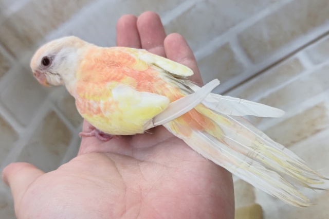アキクサインコ（秋草インコ）