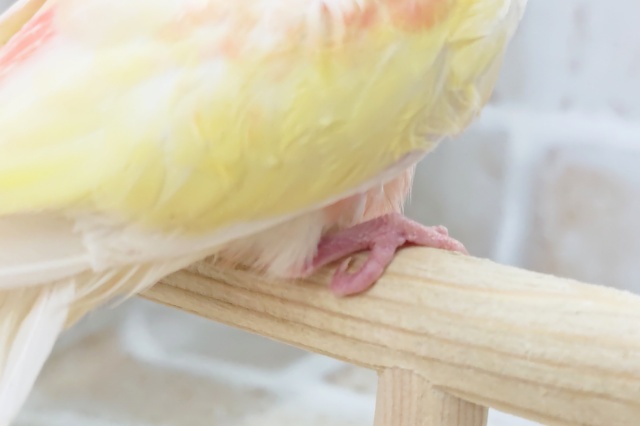 アキクサインコ（秋草インコ）