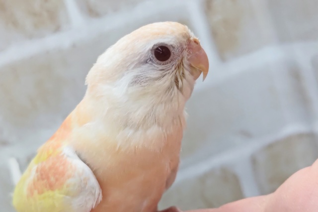 アキクサインコ（秋草インコ）