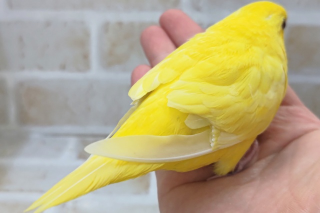 サザナミインコ