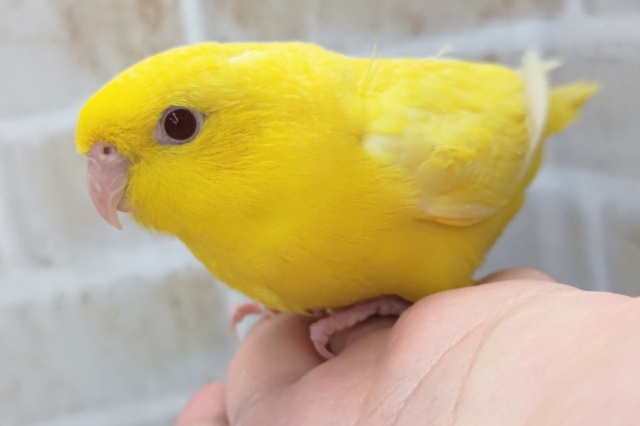 サザナミインコ