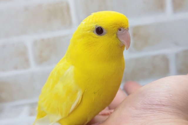 サザナミインコ