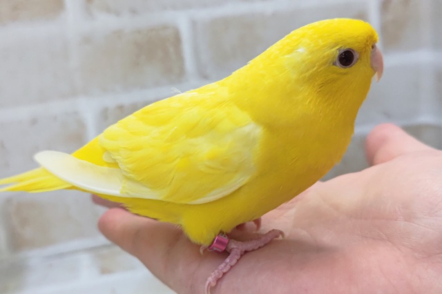 サザナミインコ