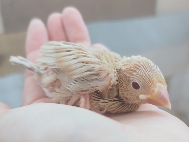 シナモン文鳥