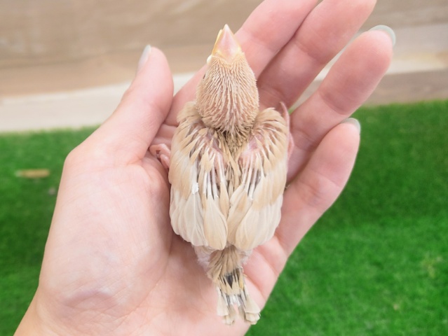 シナモン文鳥