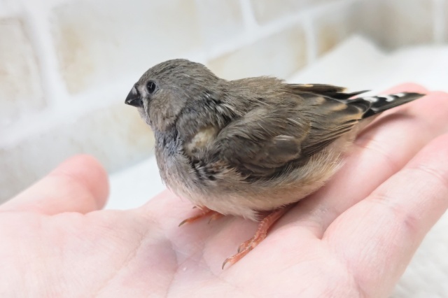 錦花鳥（キンカチョウ）