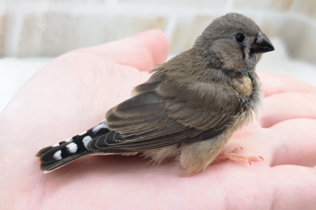 錦花鳥（キンカチョウ）