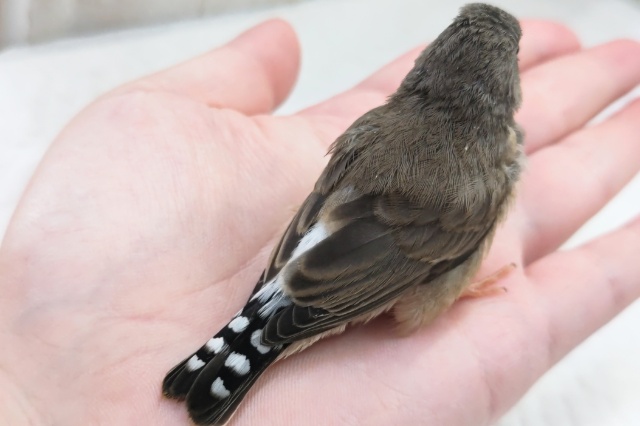 錦花鳥（キンカチョウ）