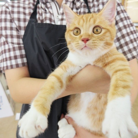 スコティッシュフォールド