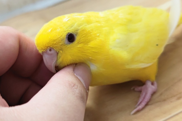 サザナミインコ