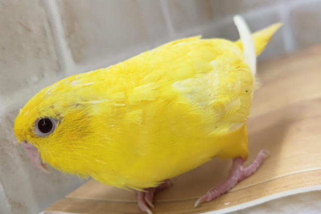 サザナミインコ