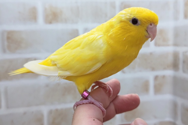サザナミインコ