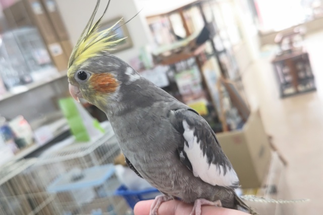 オカメインコ