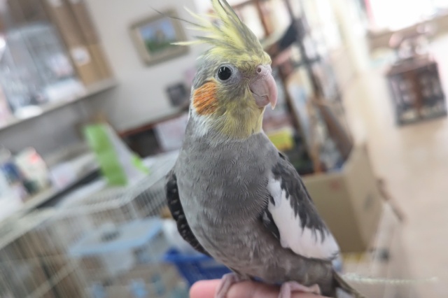 オカメインコ