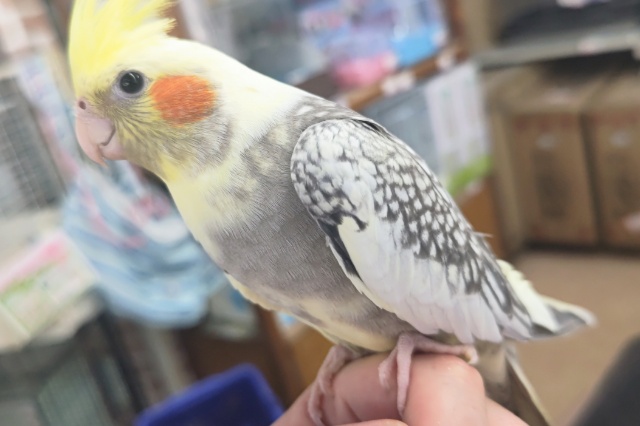 オカメインコ