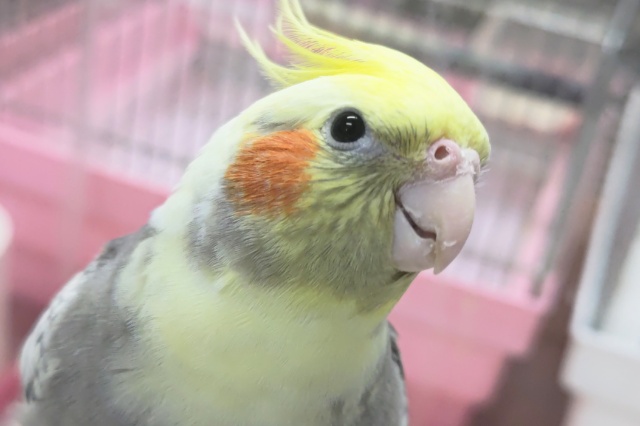 オカメインコ