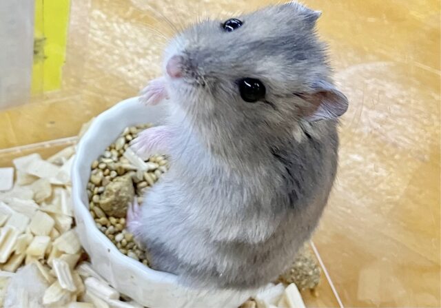 ジャンガリアン