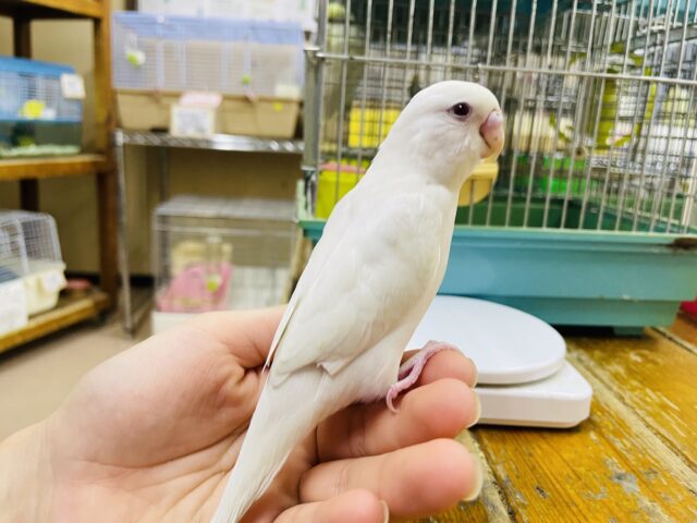 セキセイインコ