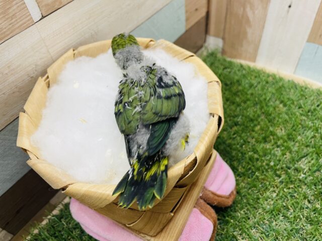 サザナミインコ