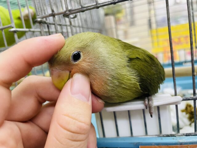 コザクラインコ（小桜インコ）