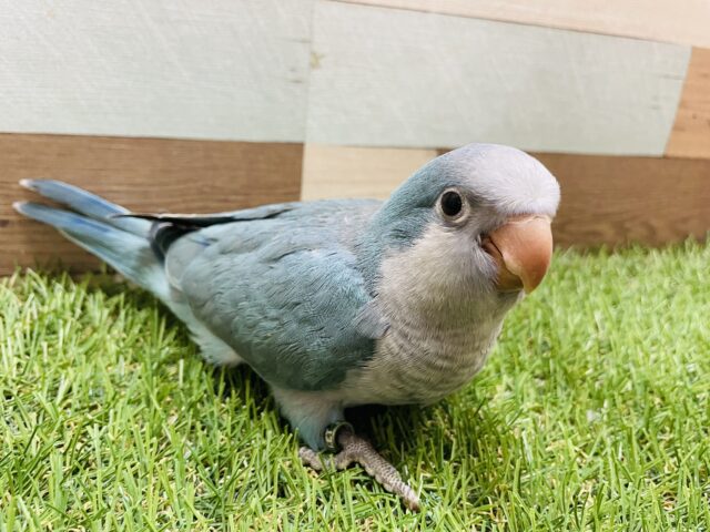 オキナインコ