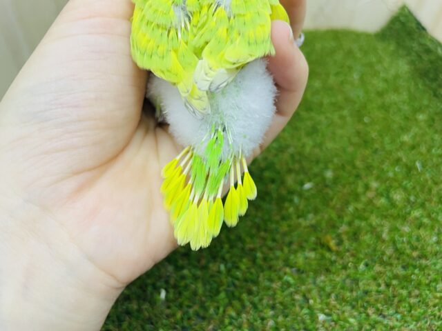 セキセイインコ