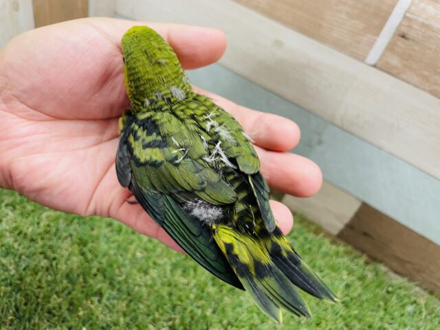 サザナミインコ