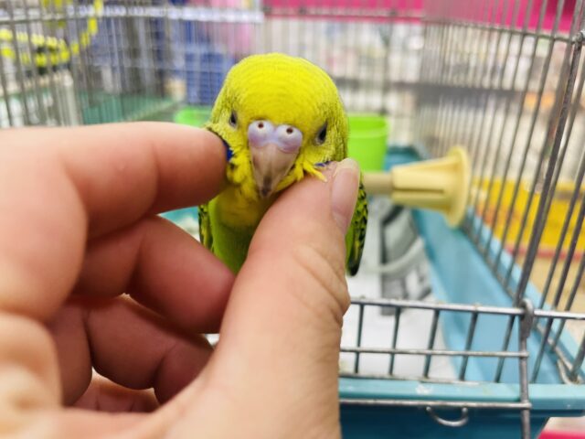セキセイインコ